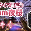 フルサイズ9mm　最広角レンズで夜桜｜LAOWA 9mm F5.6 W-Dreamer｜滋賀県大津市｜【撮りたくて練り歩き#11】Night Sakura-scape in Shiga