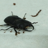  高尾山のネブトクワガタ。希少クワガタは外灯と樹液で見つかる