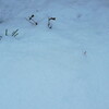 雪のやんだ朝