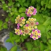 本当のお花に出会いました＊