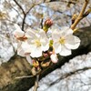 子供と穏やかに過ごす休日と春の花
