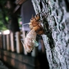 月夜の晩の神社の境内にて③
