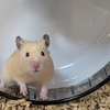 ハムスターくりちゃん🐹大きい回し車で元気にグルグル！