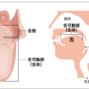 滑舌が悪い人は舌根が固いかもしれないと疑って欲しいという話