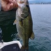 琵琶湖 南湖 2023/ 7/ 3 釣果2本 36cmと38cm、サウザー176回出船、リチウム充電209回目