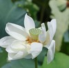 兵庫県東播磨）西江井島ため池。ハスの花。カイツブリ、カルガモ、ダイサギ、ハクセキレイ、ムクドリ、ハッカチョウ。チョウトンボ。明石公園。エナガ、シジュウカラ、ヤマガラ、アオサギ。蝶、アオスジアゲハ。※