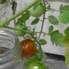 水耕栽培挿し芽のミニトマト　キッチンで良く育っています。
