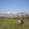 　　桜と雪山