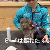 2021.2.4　【Emmaの反抗期⁉️】 Emmaはもうすぐ9ヶ月？そろそろ赤ちゃんじゃない？　Uno１ワンチャンネル宇野樹より