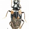 カドムネニセオオキバハネカクシPseudoxyporus biguttatus