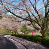 斐川公園の桜