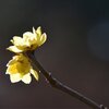 蒔かぬ種は生えぬ　　井原西鶴『世間胸算用』より