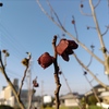 今年もポポーの花が咲きましたよ！