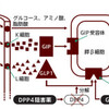 インクレチン関連薬