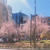 高円寺にも春の訪れ