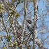 シロハラシマアカゲラ(Nuttall's Woodpecker)