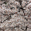 万代池の桜　その３