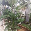 観葉植物を下見に行ってわくわくしてきた