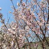 春うららでまったりと♬