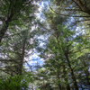 Forest15