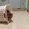 箱に袋にかご、猫は好き