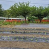 お墓の掃除＆梅林除草