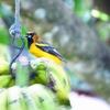 オレンジムクドリモドキ Altamira Oriole