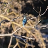 江津湖のカワセミ