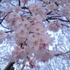  しだれ桜2
