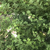 ムクゲ20241023