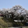 愛宕様の桜　（阿南町）　2016_04_15