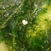 混泳できない金魚 アナカリスの花