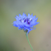 散歩での花