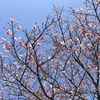 錦江湾公園、梅、桜