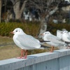 1月6日のまなざし自然観察会の報告