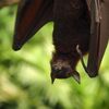 コウモリが逆さまに寝るのはなぜ？飛ぶための意外なしくみ