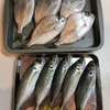釣りたての魚頂きました🐟