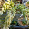 🌵多肉植物   我が家の3つづり📿玉つづり他🌵