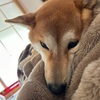 柴犬とのコミュニケーション