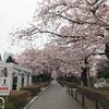 暖かく花散らしの雨で金曜日の朝 ヽ(^0^)ノ