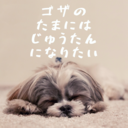 ゴザのたまには絨毯になりたい