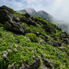 鳥海山ー残雪と花の季節ー