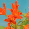 Guarianthe aurantiaca `Mishima Spots' 