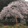 大生郷の桜・・