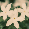 ジャスミンの香りが奏でるポエムで特徴と効能〜心と体を癒す魔法の香り