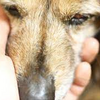 子犬のマズルコントロールと信頼関係