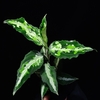  Aglaonema pictum"Multi color"BNN from Sibolga timur【AZ1119-5b】