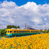 夏は「ひまわり電車」