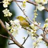 梅の芽を待ってましたとめじろ摘み