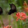 🦋彼岸花とダブルクロアゲハ❗